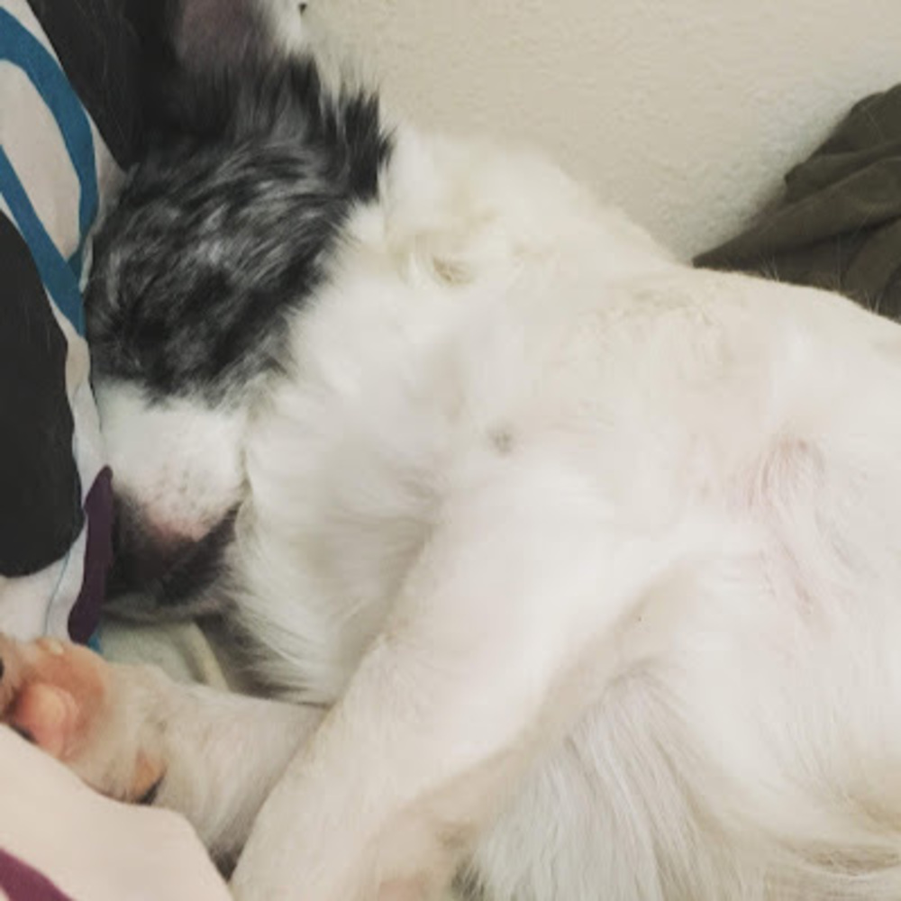 Meet your Posher, Bailey
